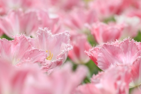Tulipの写真素材