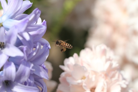 Hyacinth and beeの写真素材