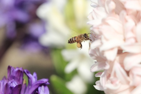 Hyacinth and beeの写真素材