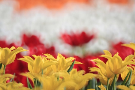 Tulipの写真素材