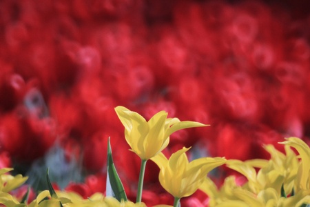 Tulipの写真素材