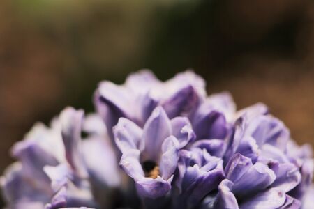 Hyacinthの写真素材