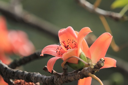 Bombax ceibaの写真素材