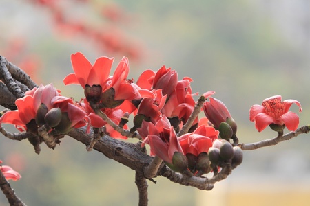 Bombax ceibaの写真素材