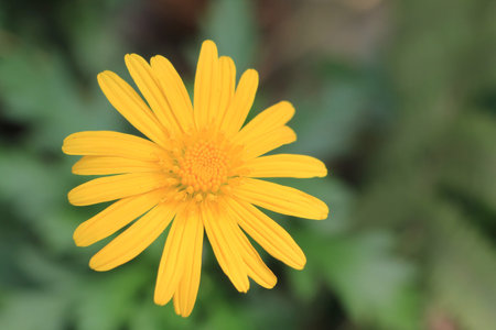 Daisy
