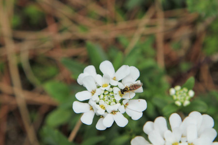 flowerの写真素材