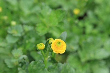 flowerの写真素材