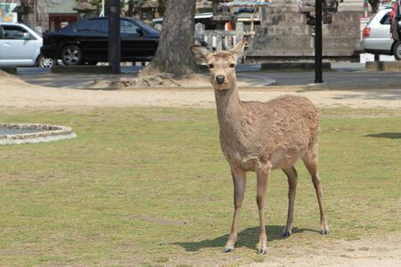 deerのeditorial素材