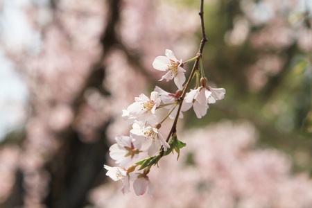 Sakuraの写真素材