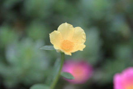 yellow flower