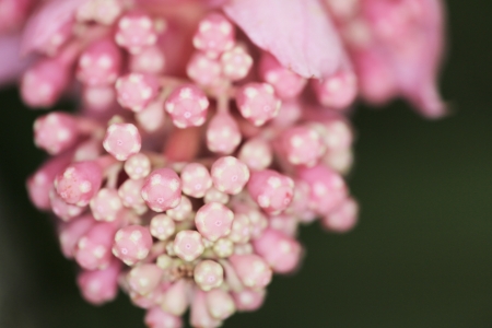 flower の写真素材