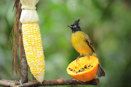 Pycnonotus atricepsの写真素材