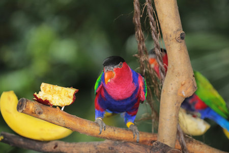 Lorius lory