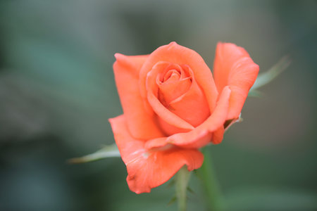 roseの写真素材