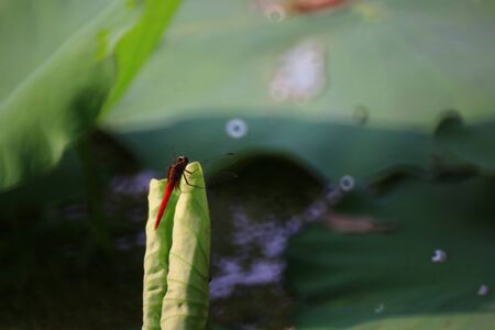 dragonflyの写真素材