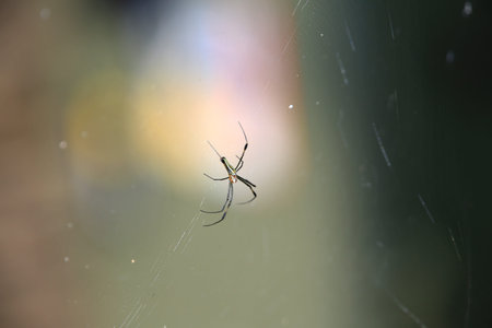 Spider