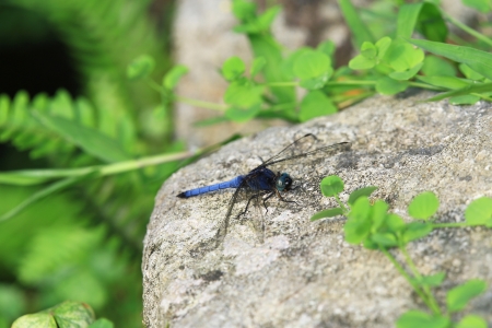 drangonflyの写真素材