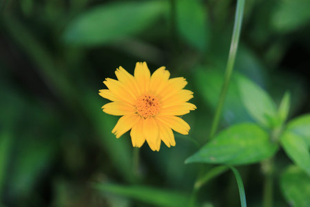 yellow flower