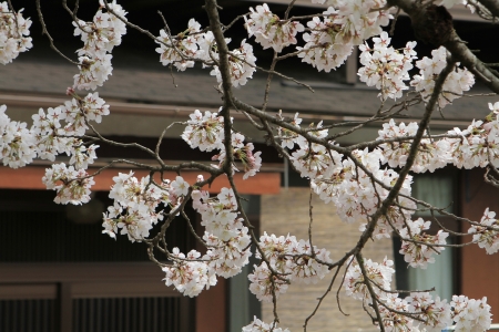 Sakuraの写真素材