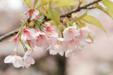 Sakuraの写真素材