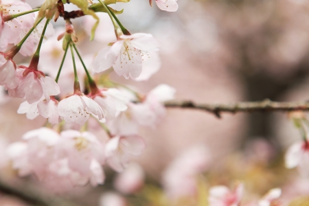 Sakuraの写真素材