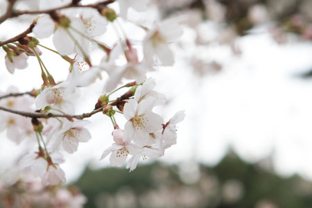 Sakura