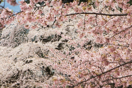 Sakuraの写真素材