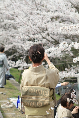 Cherry Blossom and ladyのeditorial素材