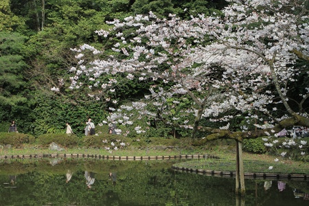 Sakuraのeditorial素材