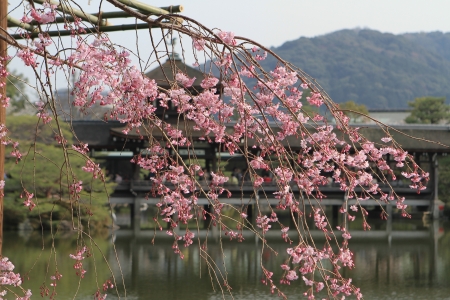 Sakuraの写真素材