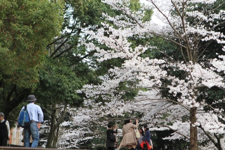 Sakuraのeditorial素材