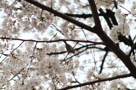 Sakuraの写真素材