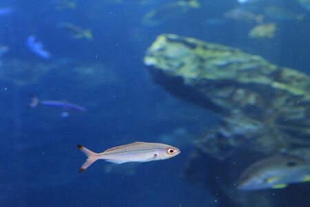 aquariumの写真素材