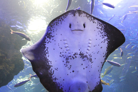 aquarium