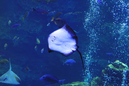 aquarium