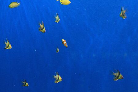 fishesの写真素材