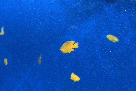 fishes