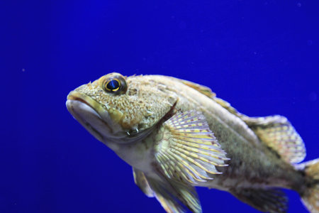 fish