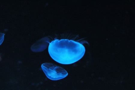 jellyfishの写真素材