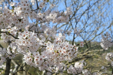 Sakuraの写真素材