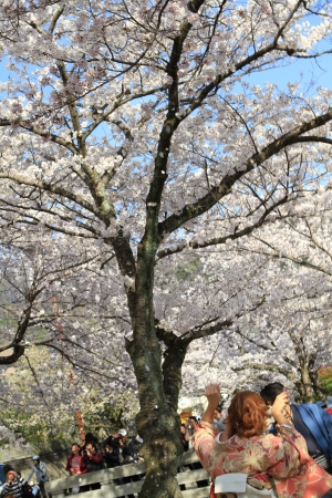  Philosopher s Walk, Sakuraのeditorial素材