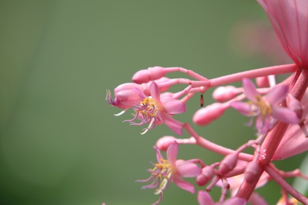 medinillaの写真素材