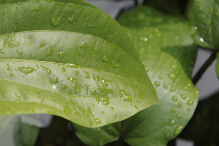 leaf
