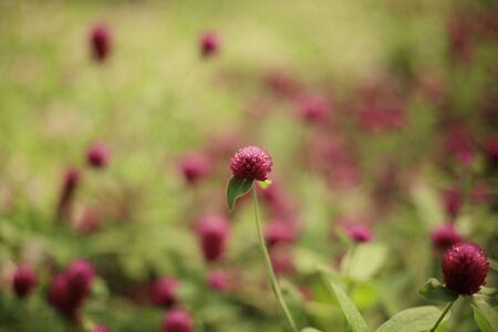 flower bedの写真素材