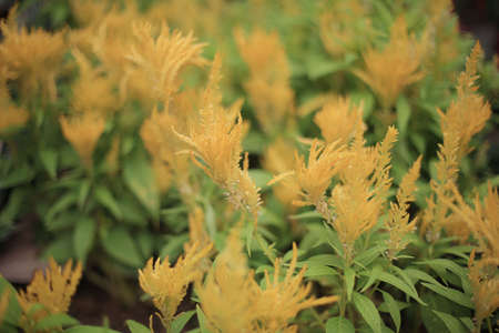 flower bedの写真素材