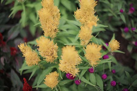 flower bedの写真素材