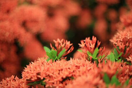 Chinese ixoraの写真素材