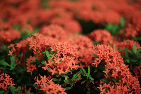 Chinese ixoraの写真素材