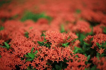 Chinese ixoraの写真素材