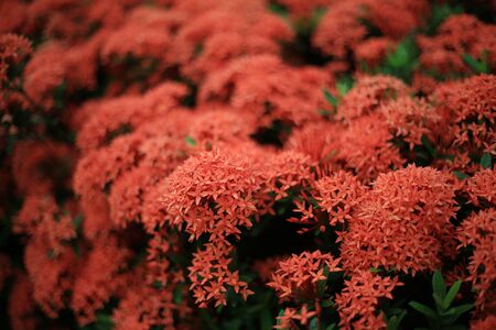 Chinese ixoraの写真素材